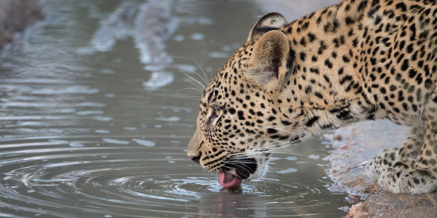 Kruger Shalati to set new standards in the Kruger National Park